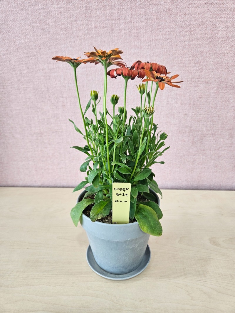 16 KakaoTalk_20250410_171849420_26.jpg